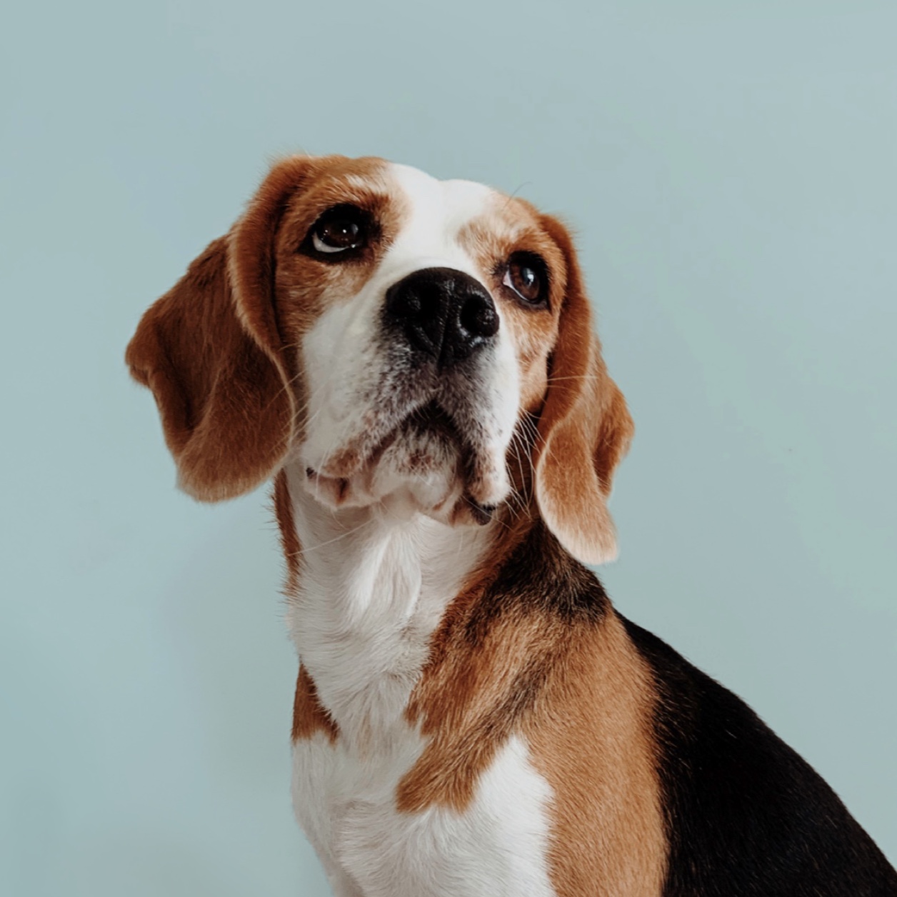 Hound Dog GIFs - Find & Share on GIPHY