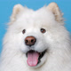 ryderthesamoyed