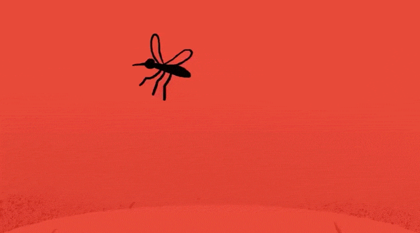 Aedes Mosquito GIFs - Find & Share on GIPHY