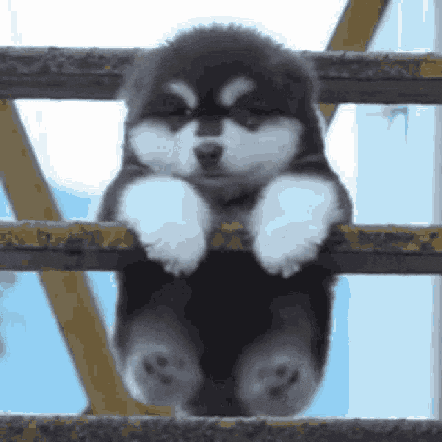 Dog Puppy GIF