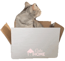 CatsHome Sticker