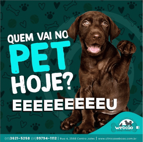 Webcao GIF