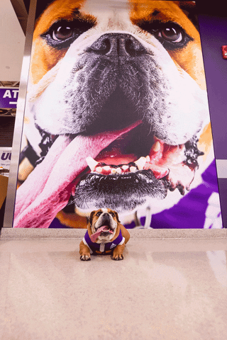 Bulldog Leathernecks GIF by Western Illinois University