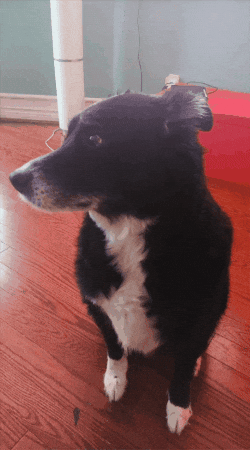 Dog Son GIF