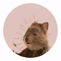 I Feel Your Pain GIF by HBF Quokkas