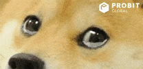 Dog GIF by ProBit Global