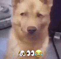 Dog Eyes GIF