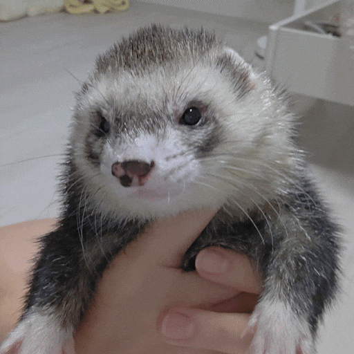 Ferret GIF