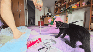 Pounce Black Cat GIF