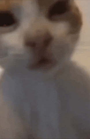 Cat GIF