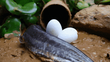 Fish Egg GIF by UnusualCooking
