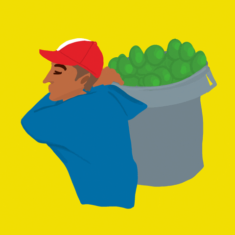 Digital art gif. Animated man in a red cap and blue long sleeve shirt heaves a bucket load of green avocados.