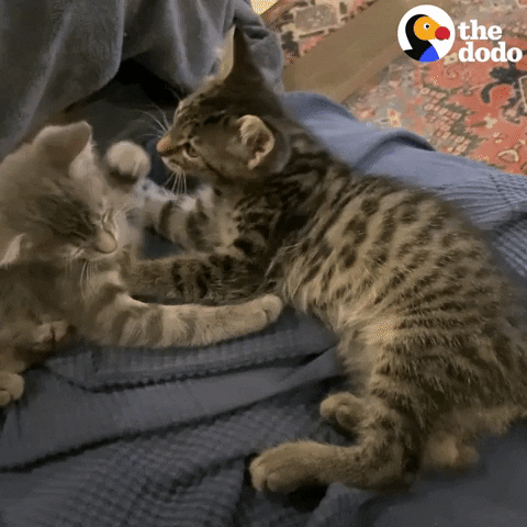 Cats Licking GIF by The Dodo