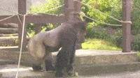 gorilla beating chest gif