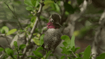 Nature GIF