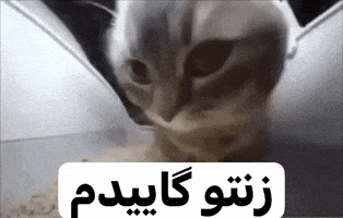 Ur Wife GIF