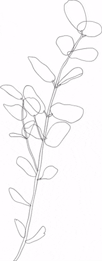 sedanuralacam plant minimal lineart GIF