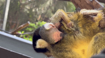 Spider Monkeys Zoo GIF by Storyful
