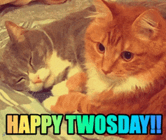 Video gif. A gray and orange cat lay next to each other. The orange cat moves his head around with wide eyes to get a better look at something, but the gray cat looks directly at us with a dismissive look. The gray cat places a paw around the orange one’s neck as if claiming him. Text, “Happy Twosday!’ written with the number 2.