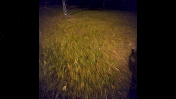 Shadow GIF