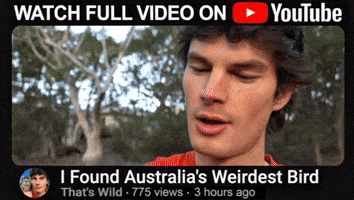 David Attenborough Bird GIF