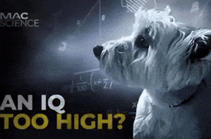 Dog Instagram GIF