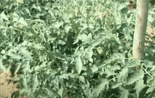 India GIF