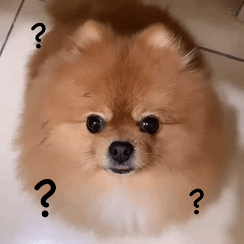 Confused Dog GIF