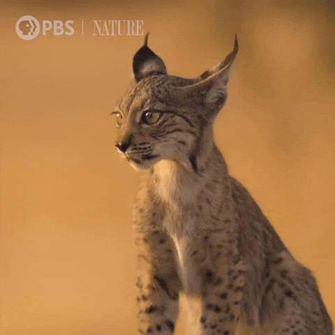 Explore Close Up GIF by Nature on PBS