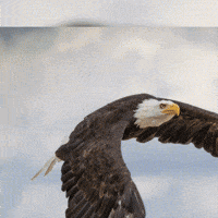 Animated-loop GIFs - Get the best GIF on GIPHY Animated-loop GIFs - Get the best GIF on GIPHY