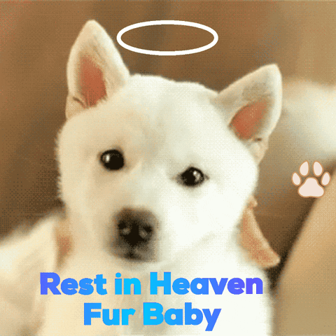 Dog GIF