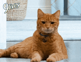 Bored No Thank You GIF by Morris the 9Lives Cat