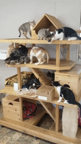 Rescue Cats GIF by Made by Nacho