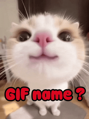 Cat Help GIF