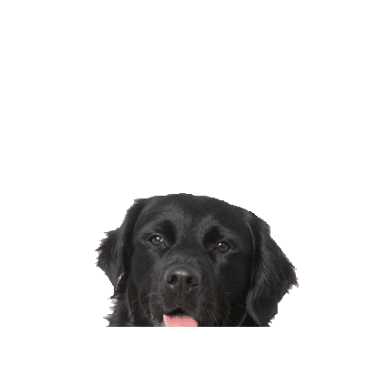 Goeiezaak Sticker