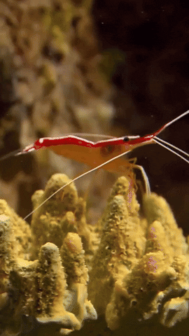 Swim Shrimp GIF by Monterey Bay Aquarium