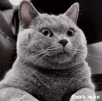 flashmao cat omg shocked surprised GIF