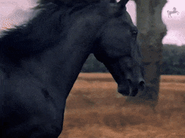 Black Horse Running GIF by Lloyds Banking Group