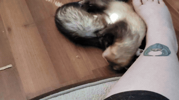 Animated GIF