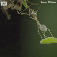 Natural History Bug GIF by ABC TV + IVIEW