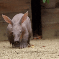 200w.gif