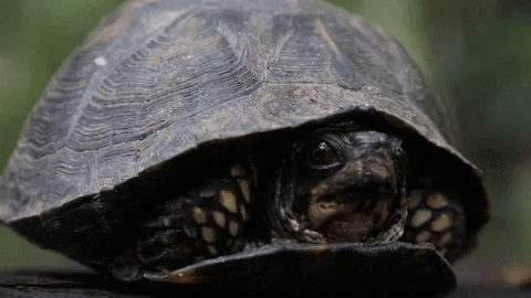 Box Turtle GIFs - Find & Share on GIPHY