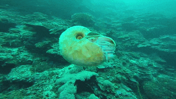 Ocean Cephalopod GIF by OctoNation® The Largest Octopus Fan Club!
