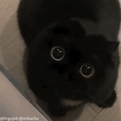 Black Cat GIF