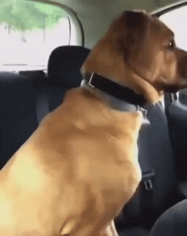 Shaking Dog Im So Scared GIF