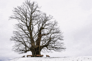 Ambasciatorisorrento GIF