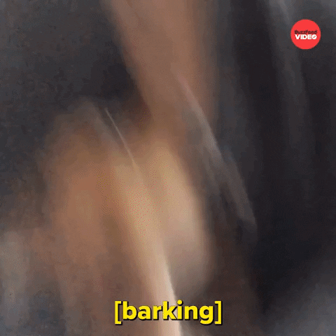 Bar Barking GIF by BuzzFeed