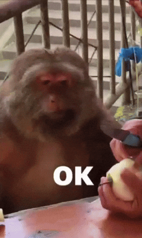 Maymun GIF
