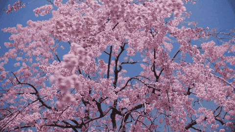 Cherry Blossoms Pink GIF by Sub Pop Records - Find & Share on GIPHY