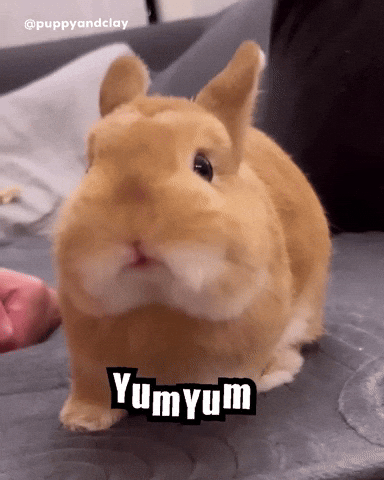 Bunny GIF